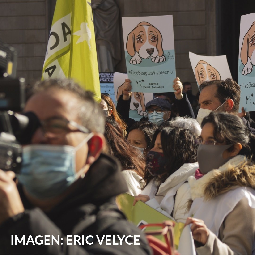 Recullen 1.290.000 firmes per demanar que no se sacrifiquin els 32 gossos beagle