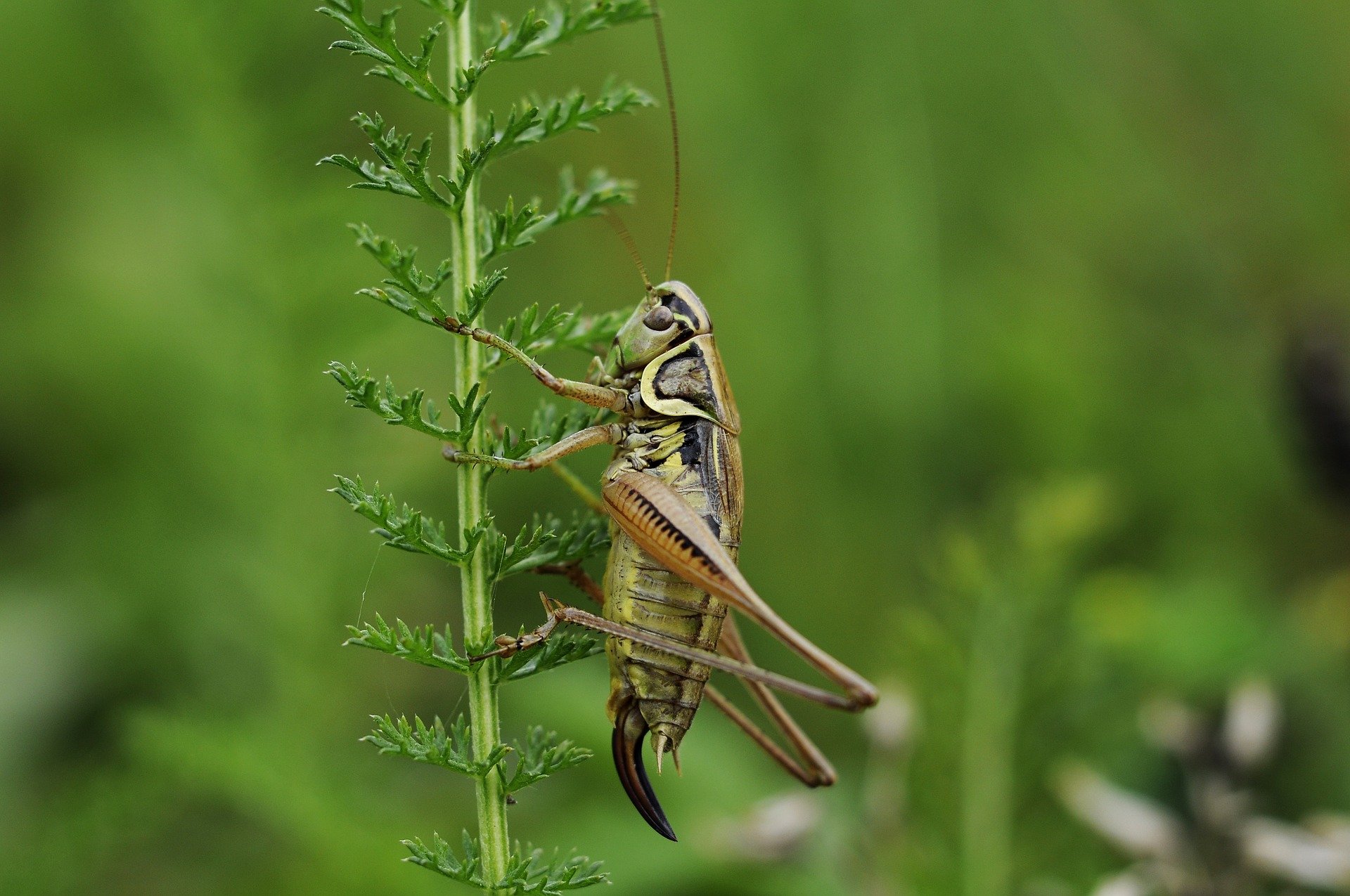 Bruselas autoriza el tercer insecto comestible después del gusano y la langosta