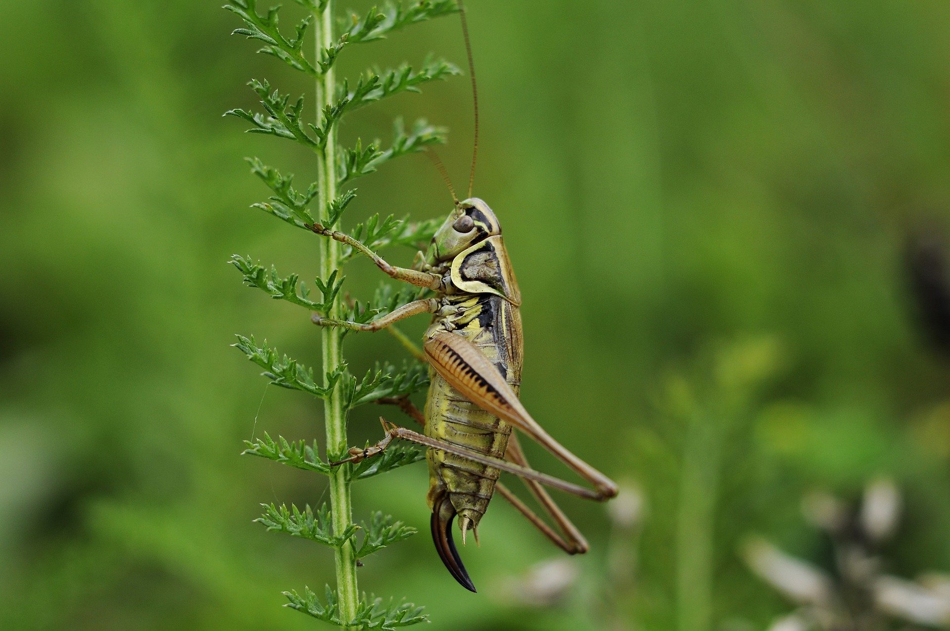 Brussel·les autoritza el tercer insecte comestible després del cuc i la llagosta