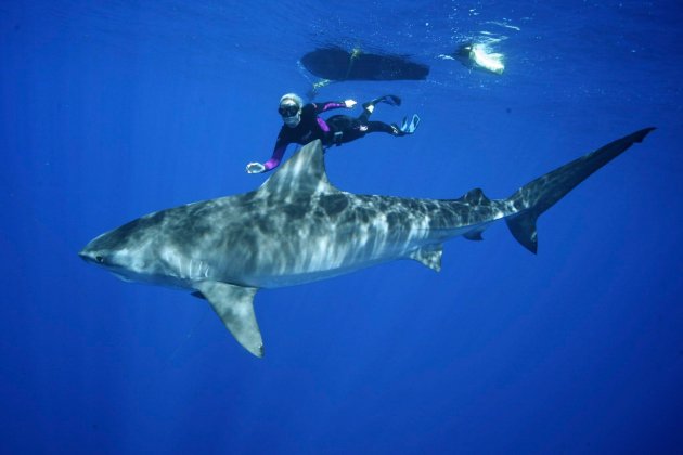 Nadando cerca de tiburones