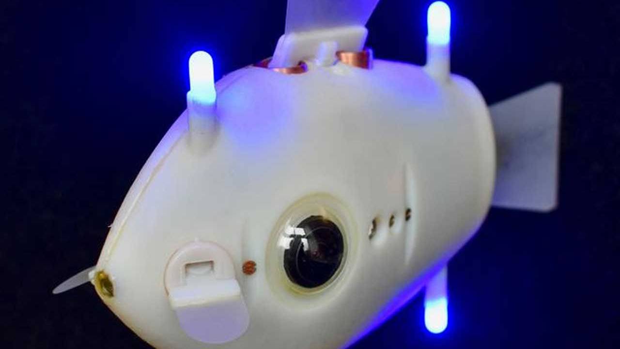 Crean un pez robot hecho con células humanas que puede nadar más