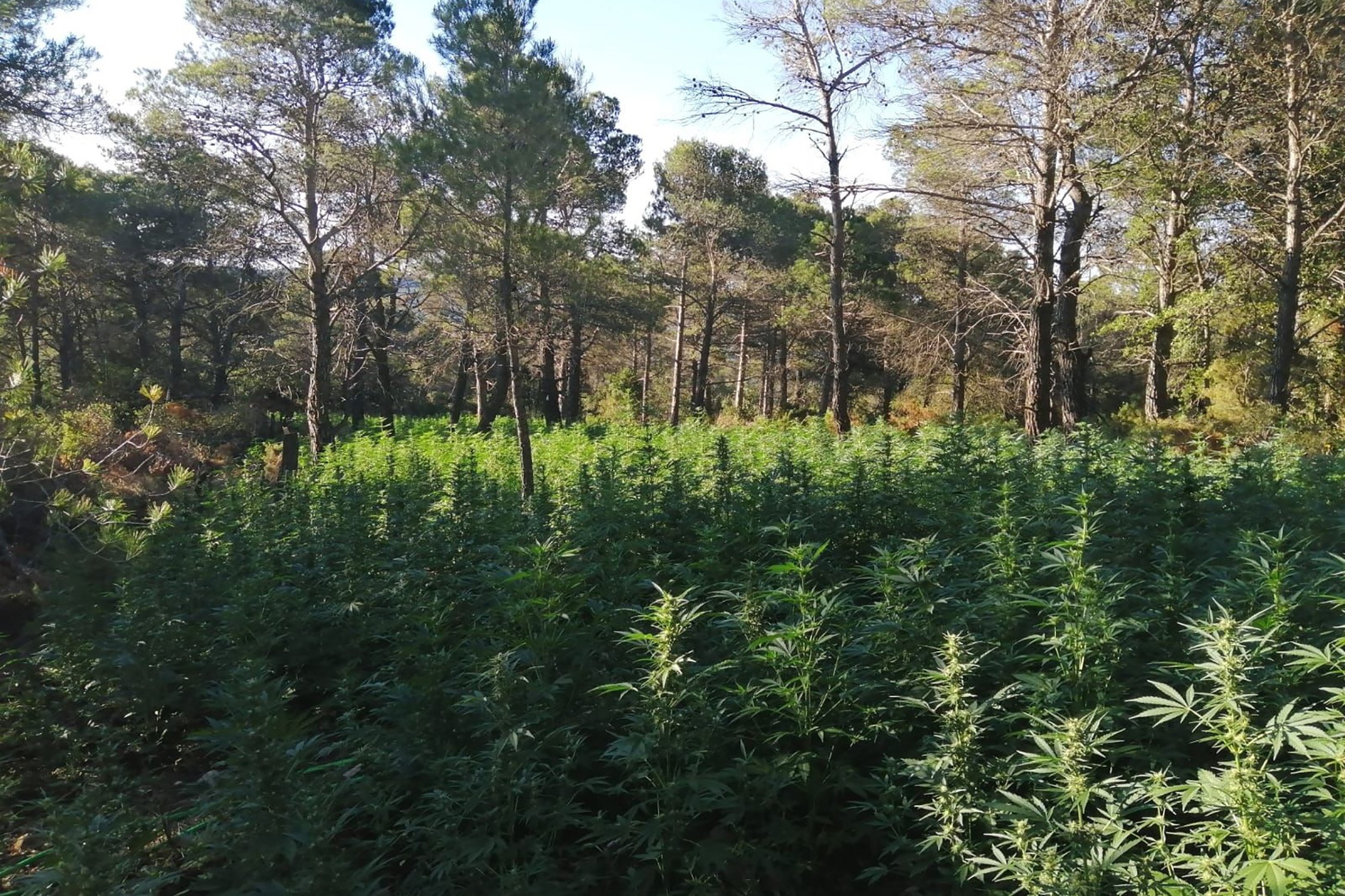 Los Mossos d'Esquadra alertan de una nueva profesión: el 'broker de la marihuana'
