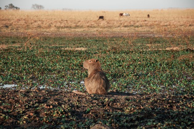 capibara unsplash