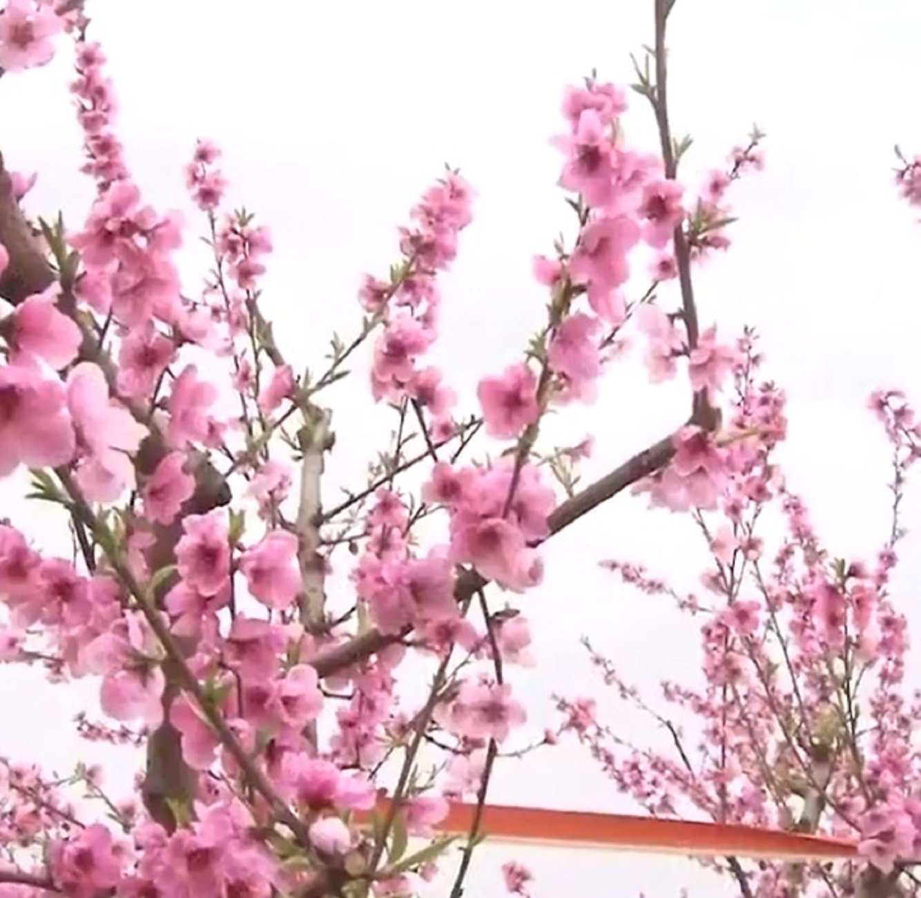 Presseguers florits Aitona : Foto ACN