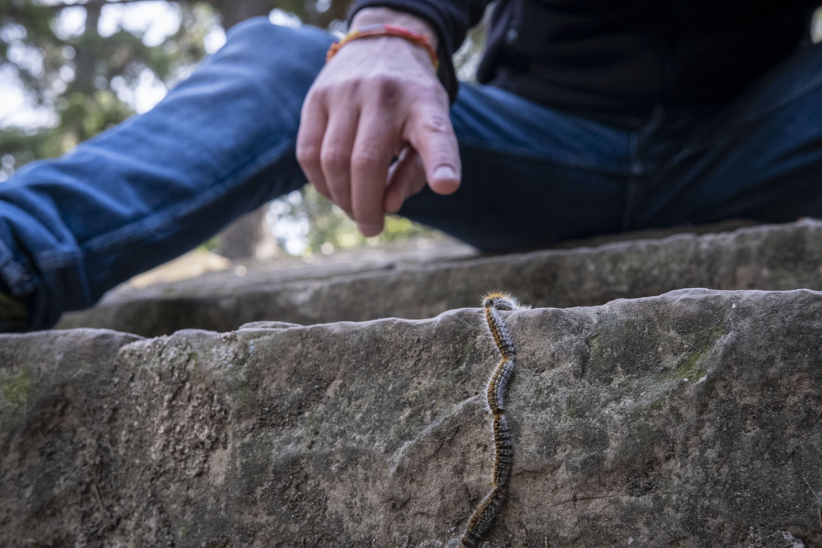 Alerta per l'eruga processionària a Barcelona: "Pot matar persones i gossos en minuts"