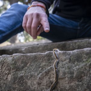 Alerta per l'eruga processionària a Barcelona: "Pot matar persones i gossos en minuts"