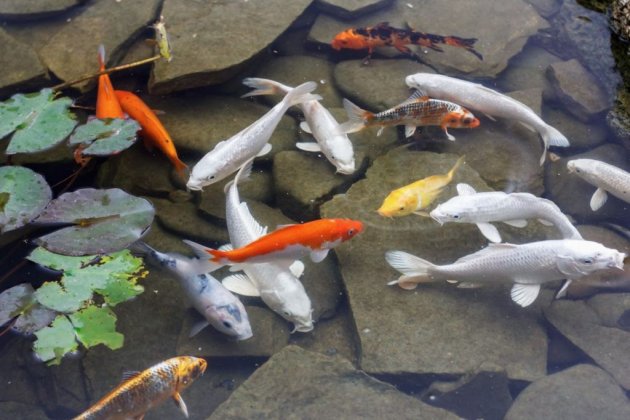 Carpes Koi