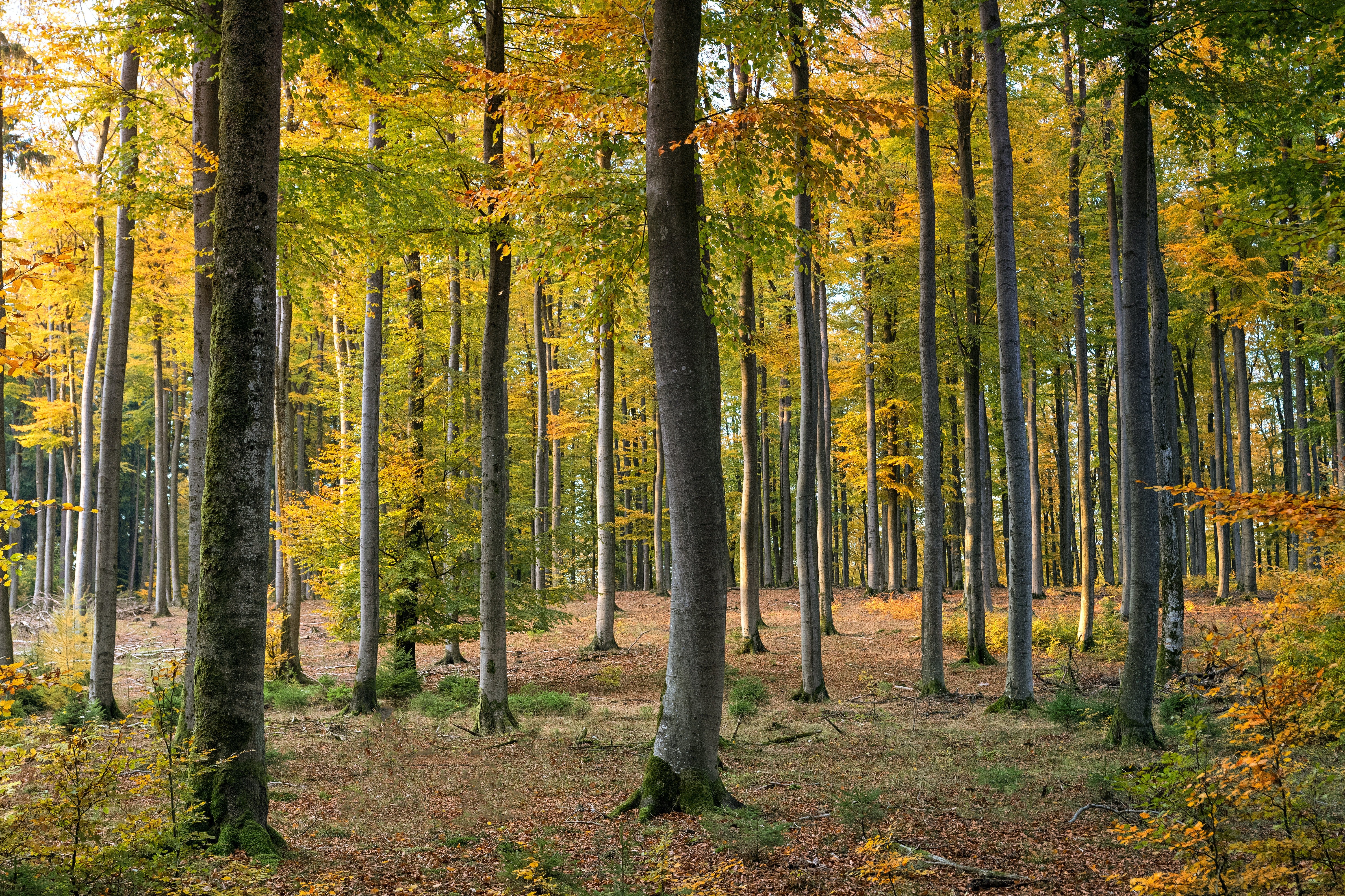 Asociaciones forestales critican a Foresga por su sistema de compensación de carbono