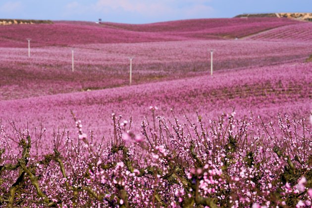 18  Melocotoneros en flor Aitona color rosa flores   Efe Enric Fontcuberta