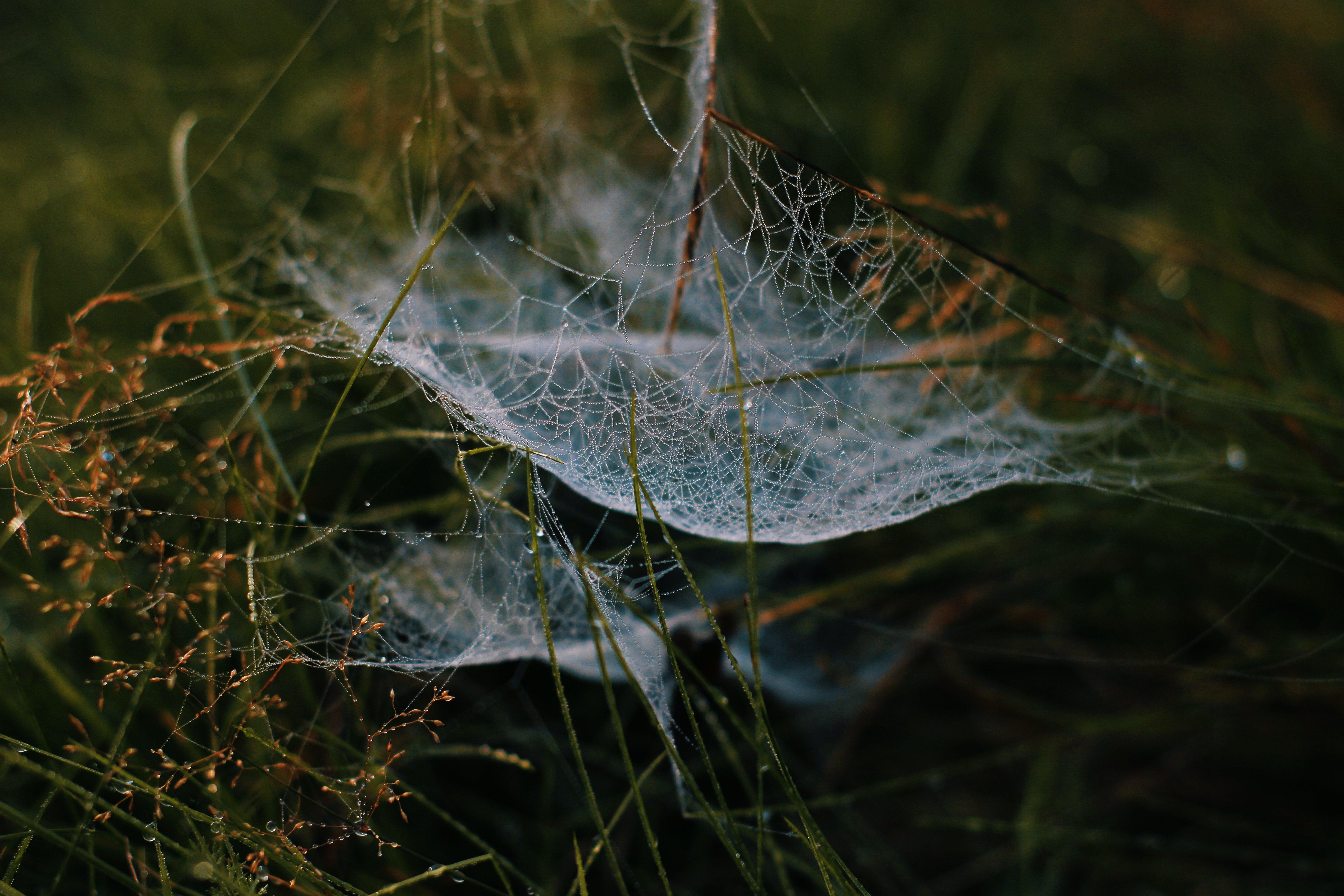 Telaraña Pexels Andrii Lobur