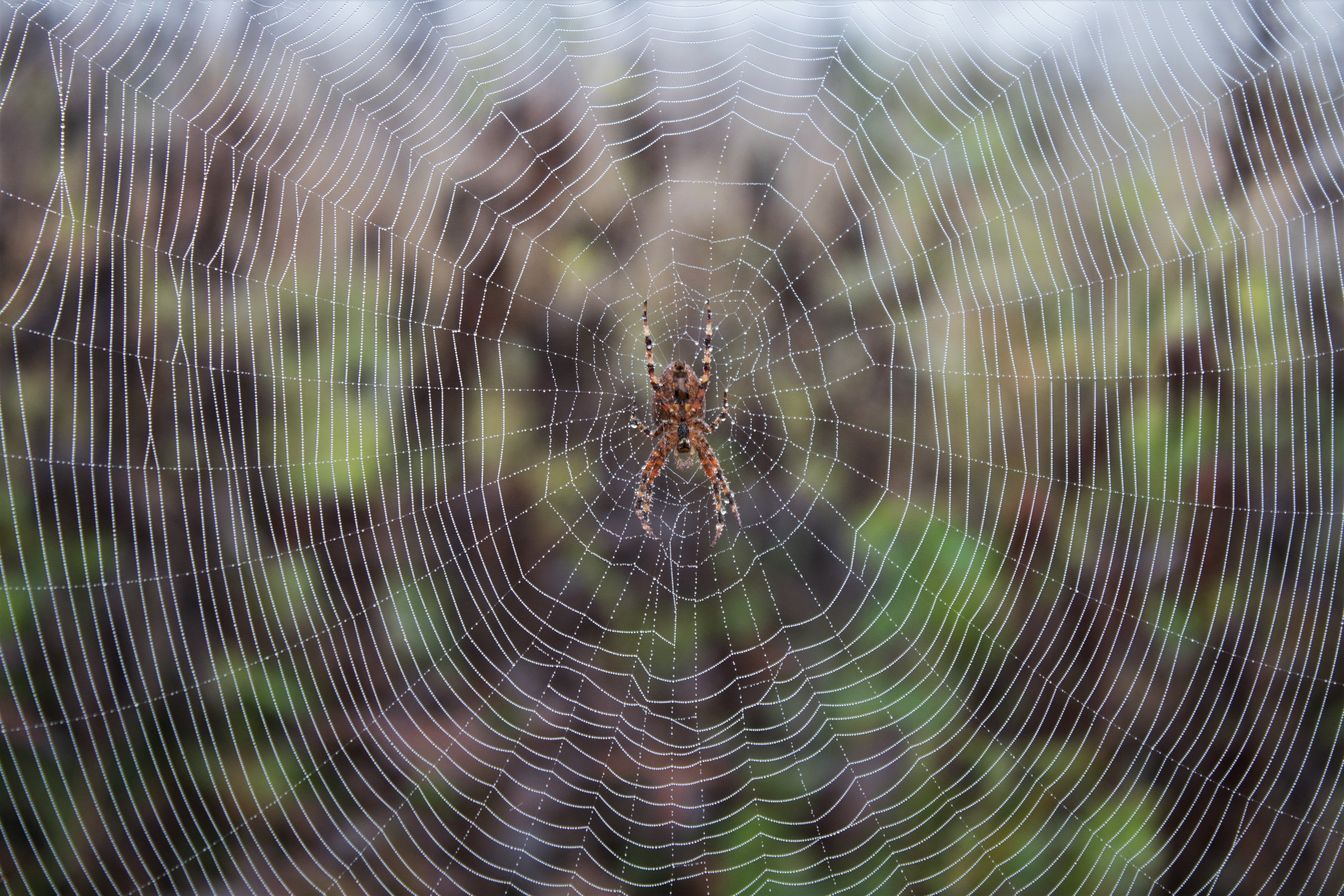 Araña Nikola Mku Unsplash