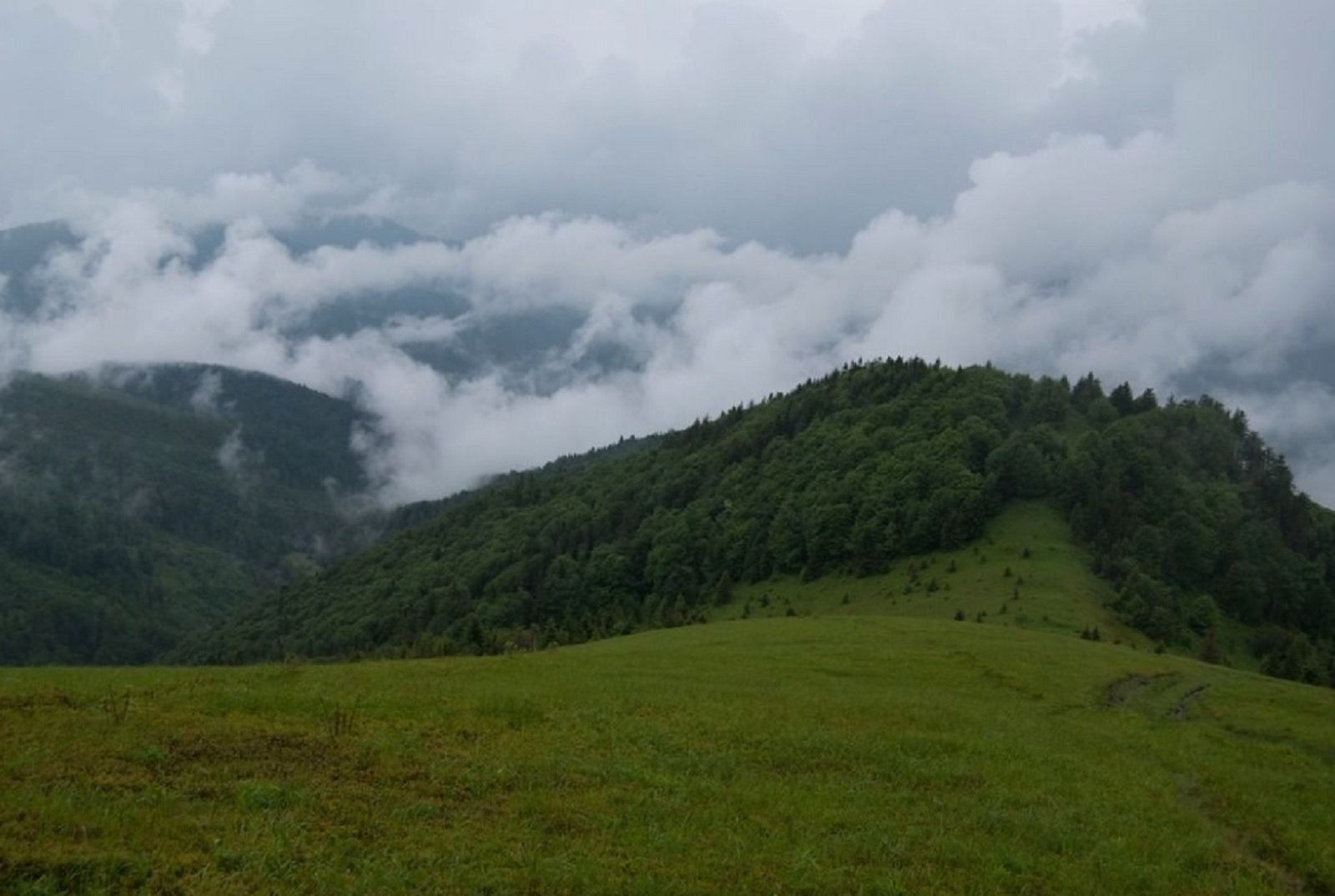 Ecocidio: el nuevo objetivo de Putin para deforestar todos los bosques de Ucrania