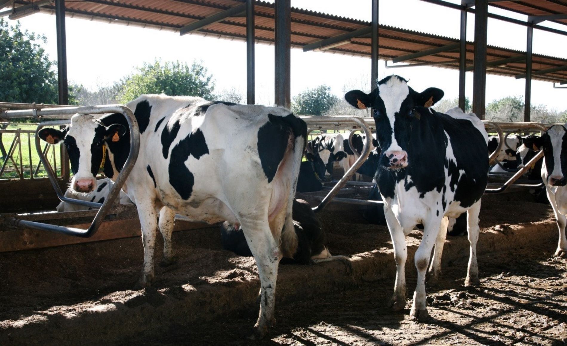 La industria láctea paraliza su actividad el jueves por la huelga de transportes