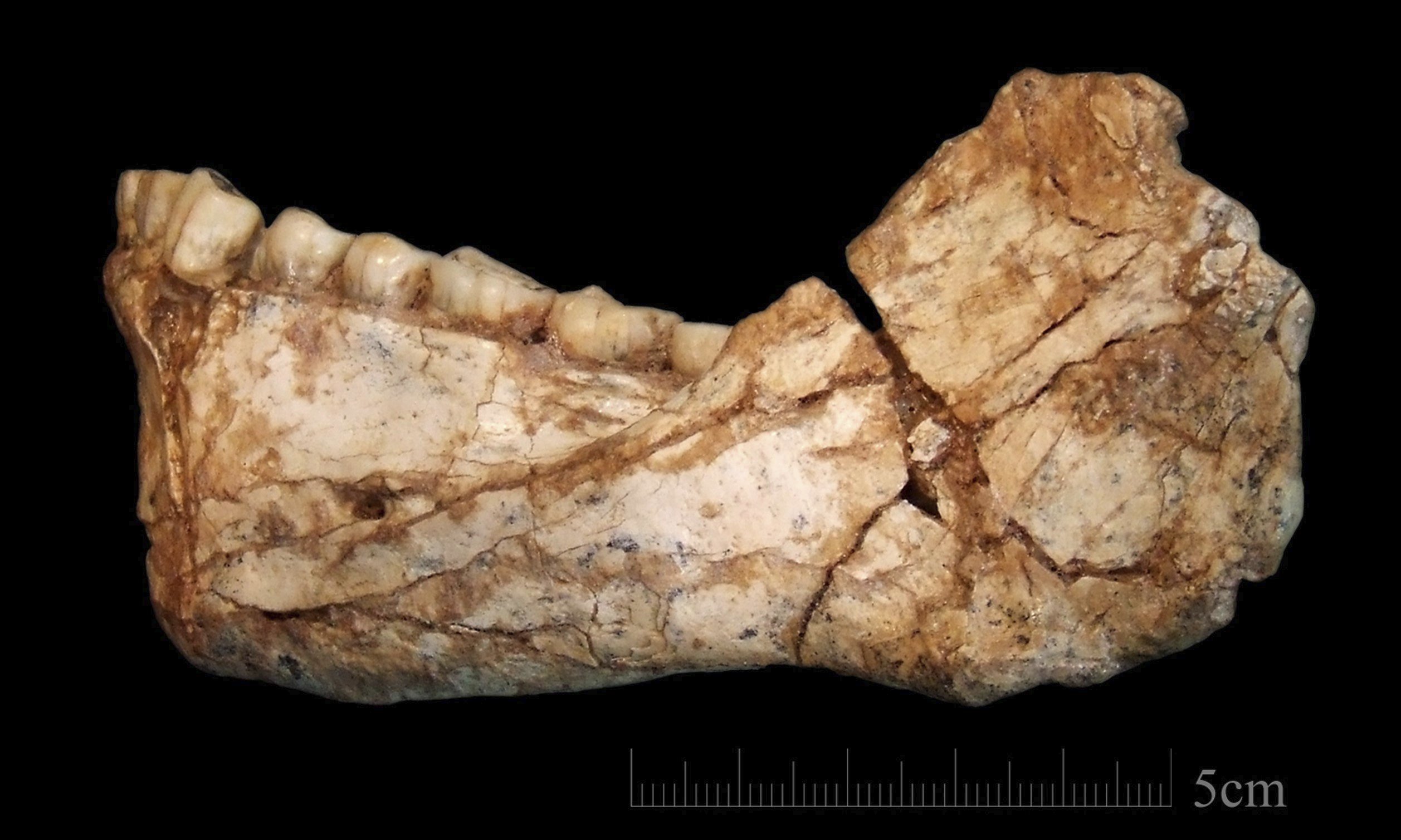 Trobades al Marroc les restes de l''Homo sapiens' més antic del món