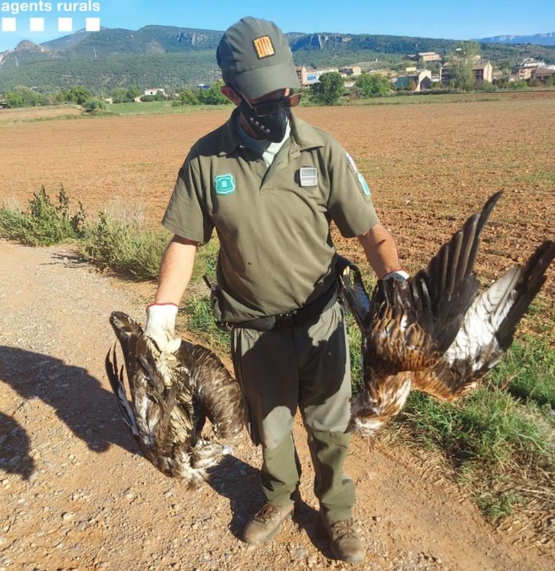 El Supremo sentencia que las eléctricas tienen que evitar la electrocución de aves