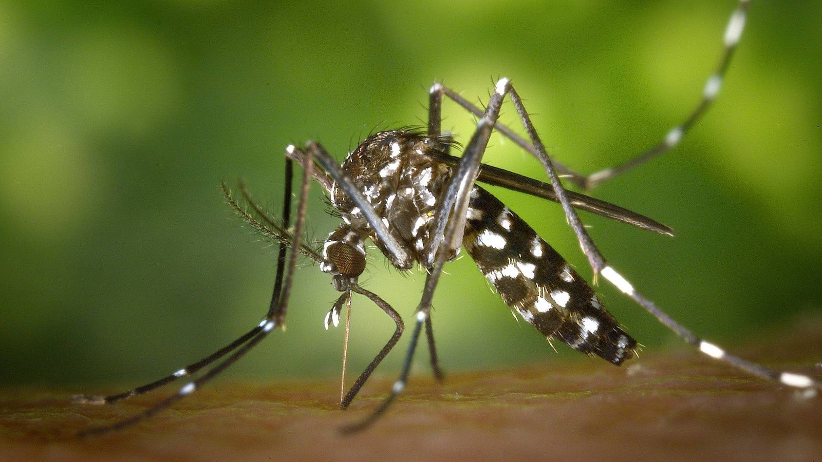 Un descobriment genètic sentencia a mort els mosquits