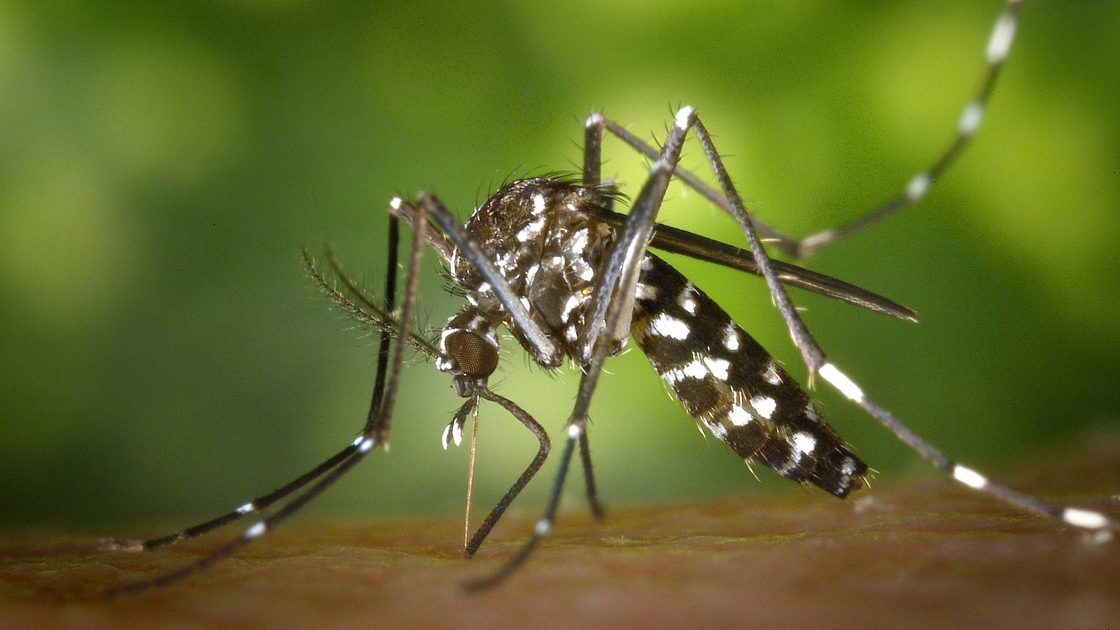 Leroy Merlin tiene una planta que ayuda a eliminar los mosquitos dentro de casa y en exterior