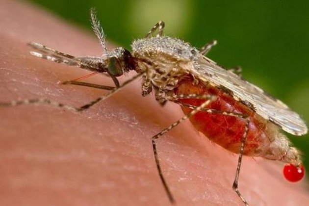 Mosquits amb gens modificats