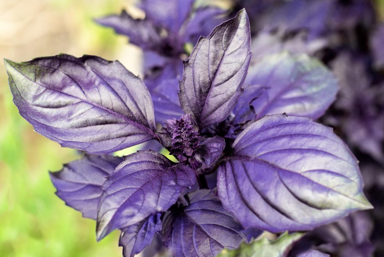 Alfàbrega morada, perfecta per acompanyar els teus plats