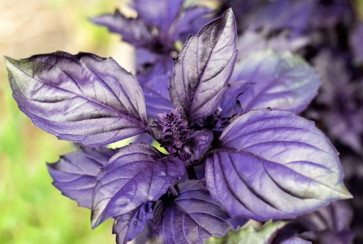 Albahaca morada, una desconocida que puede acompañar tus platos