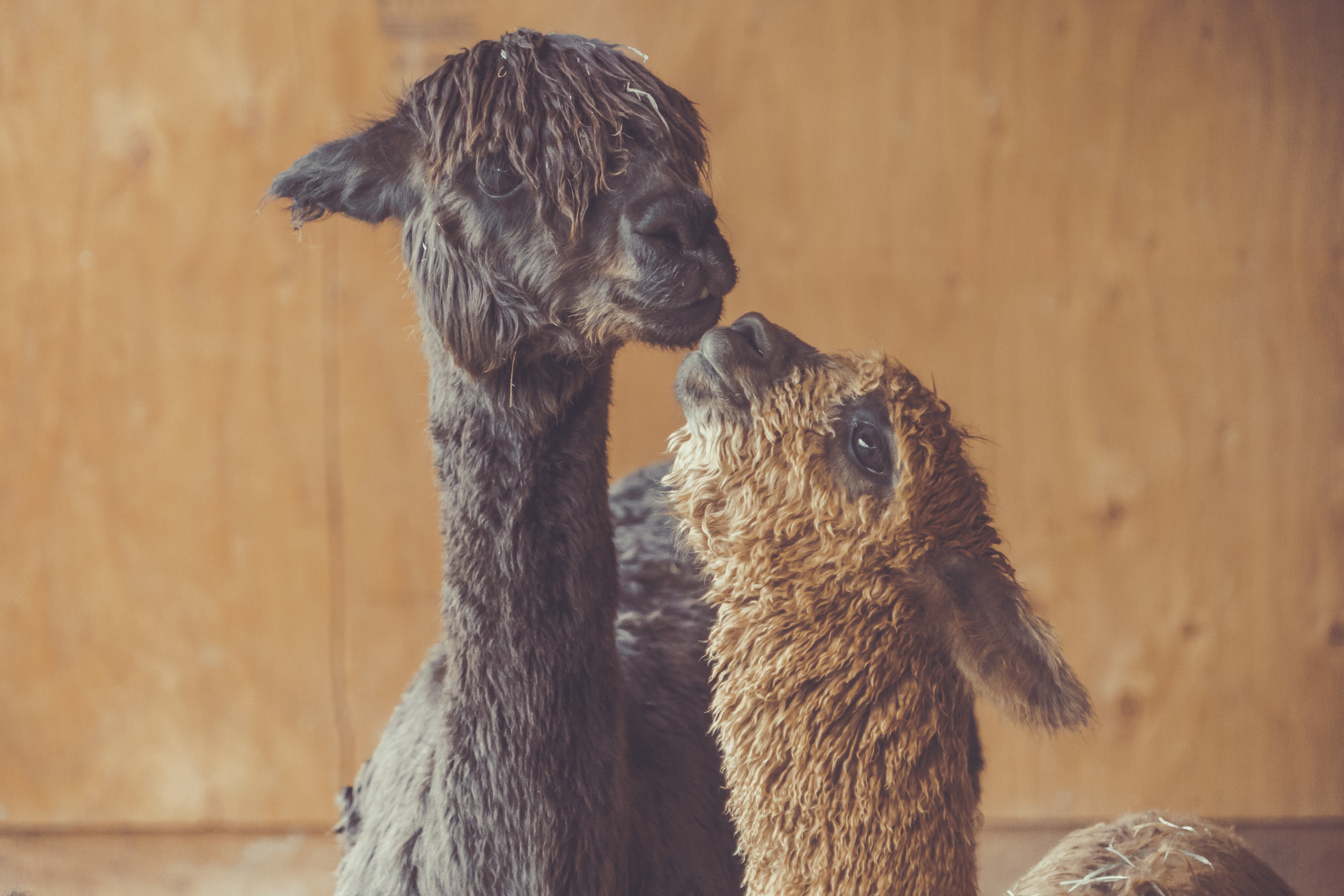 El interesante mundo de los besos