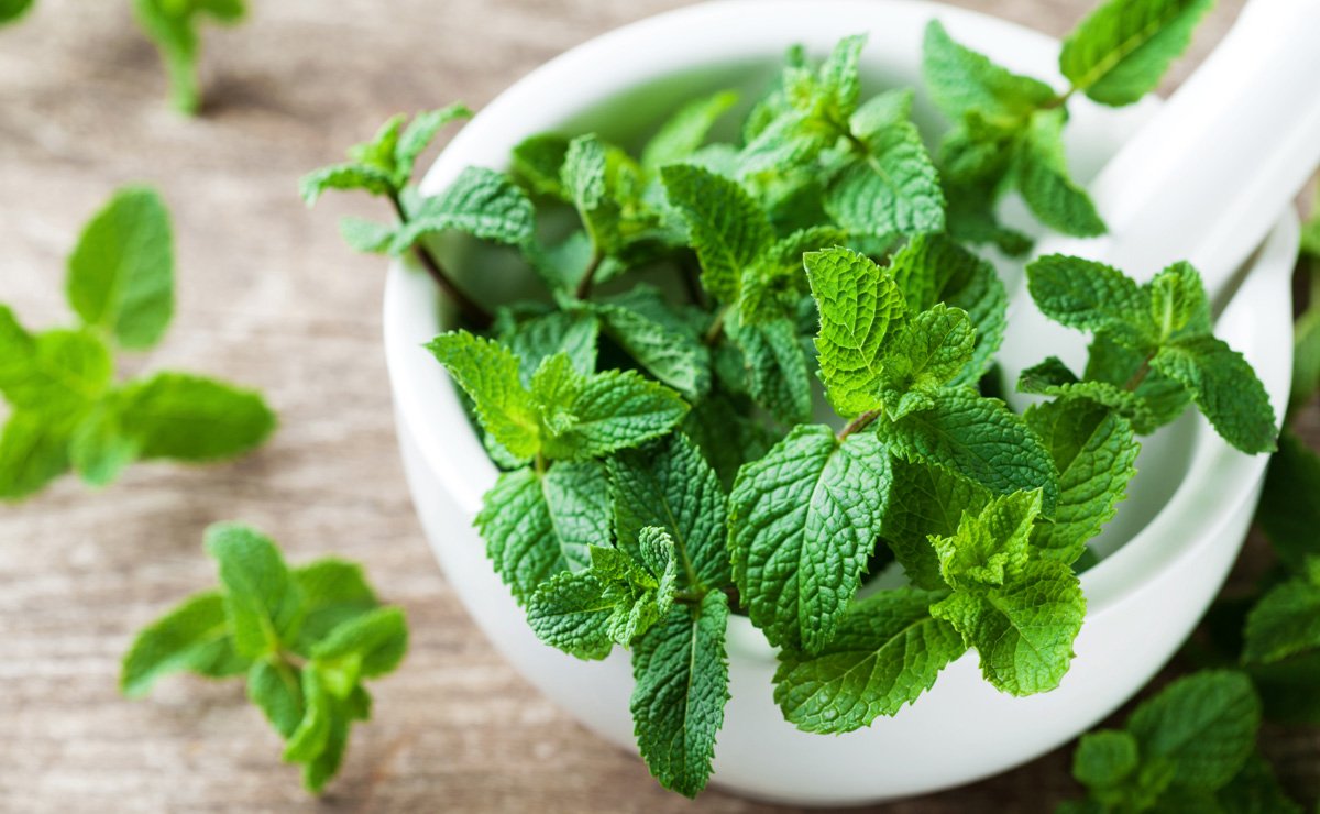 ¿Te gusta la menta? Estos son los beneficios de tomarla en infusión