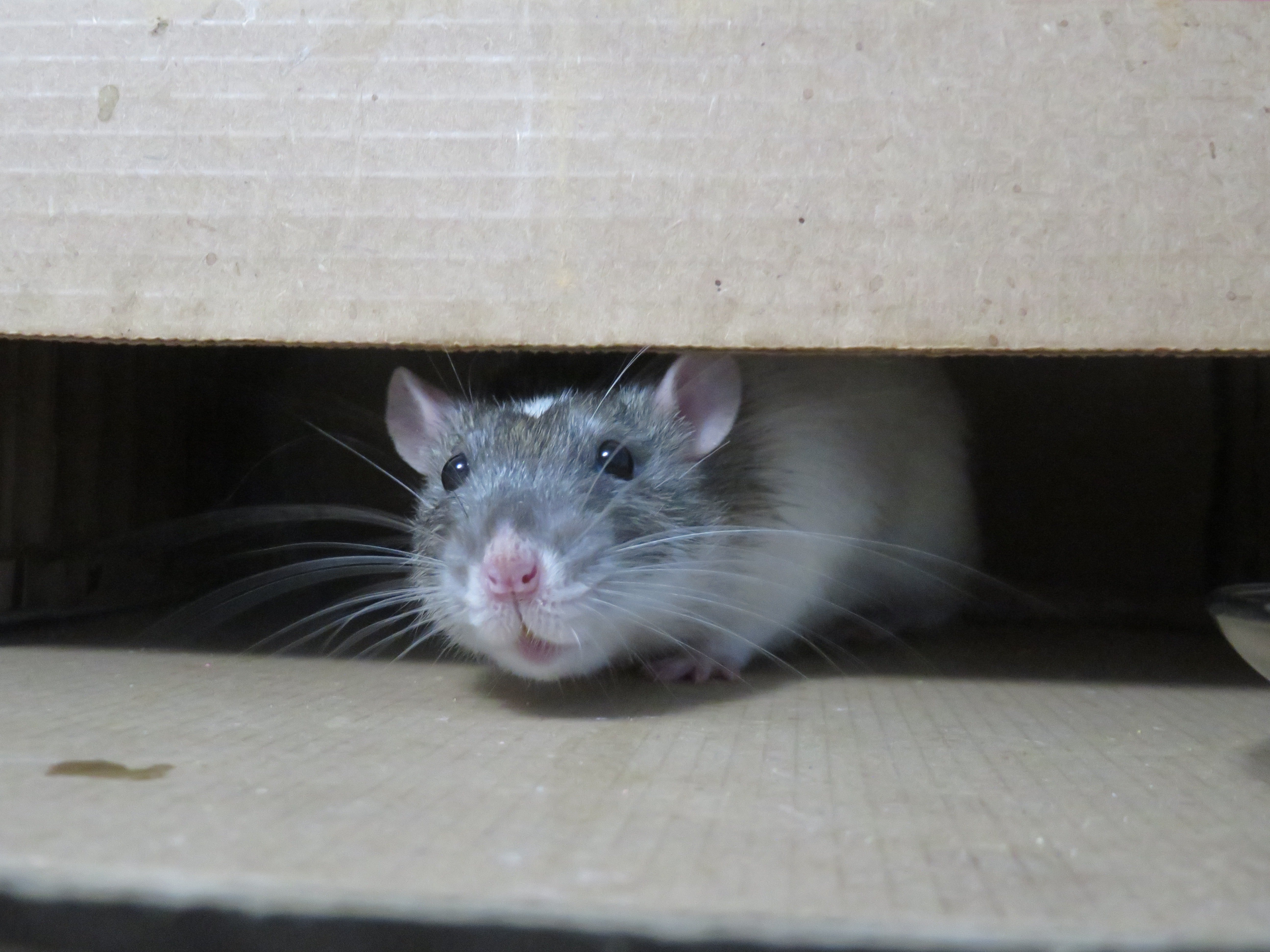 Las ratas entienden de música (y más que algunos humanos)