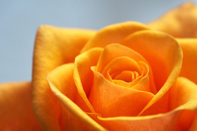 rosa color naranja unsplash  Jess Bailey