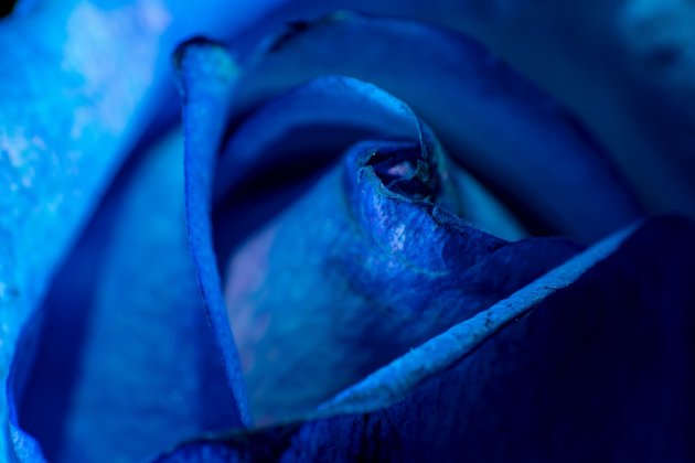 rosa azul sant jordi