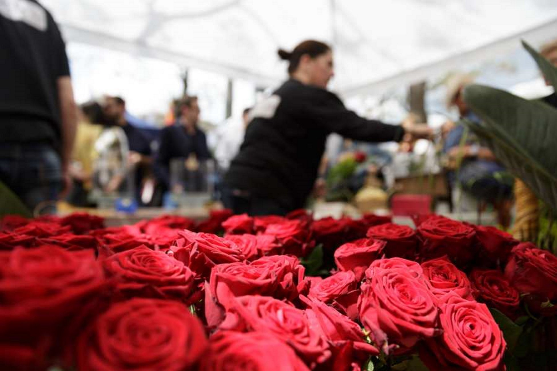 Sant Jordi torna a la Rambla de Girona per la demanda de floristes i llibreters