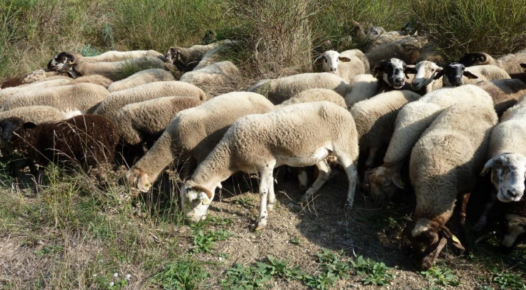 Barcelona ja compta amb un ramat d’ovelles i cabres per prevenir incendis