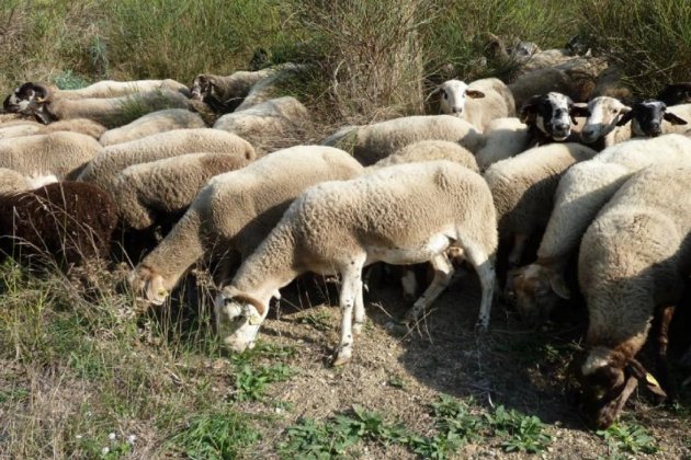 bestiar ovelles barcelona collserola foto ajbcn