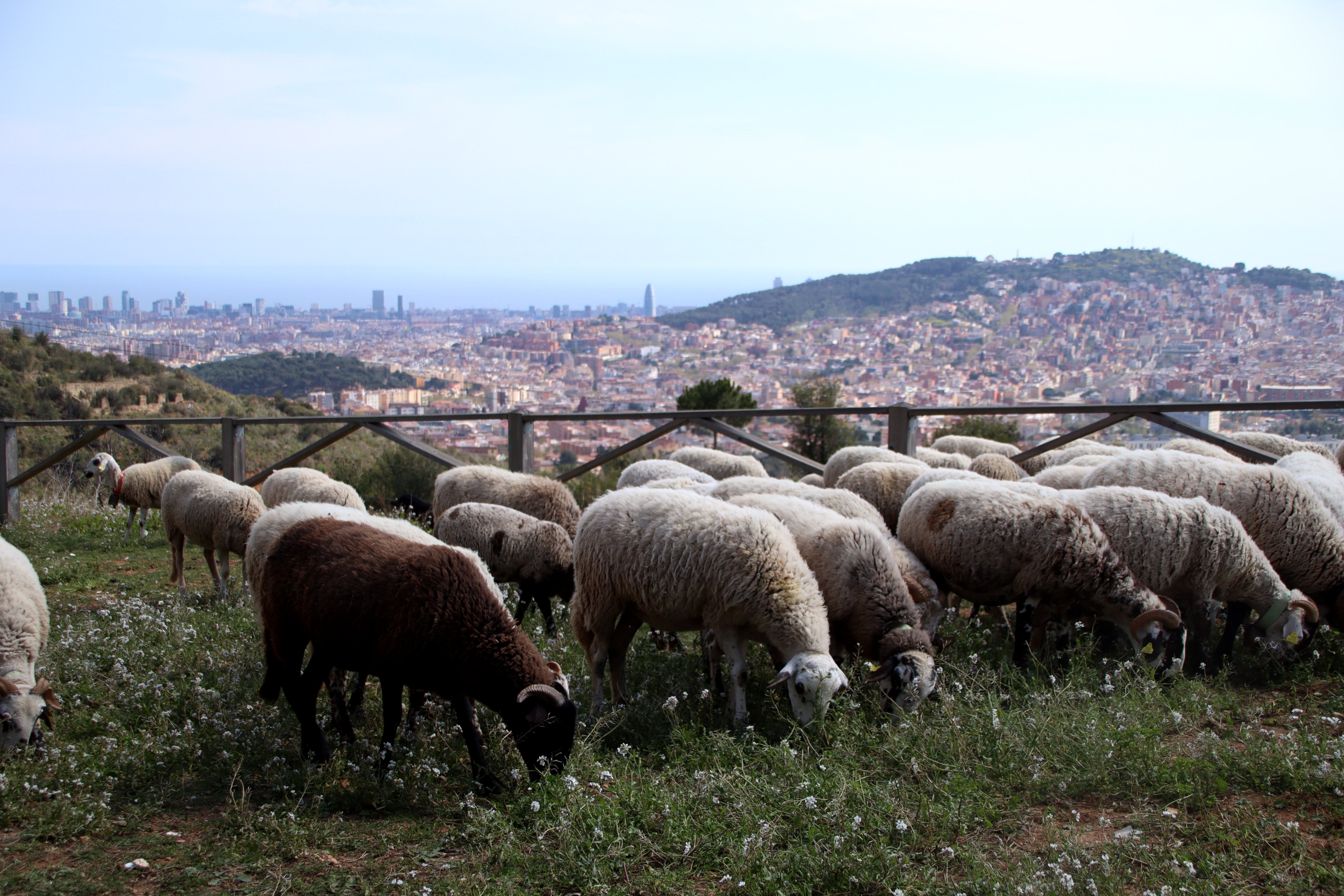 El Tribunal Superior obliga a retornar pastures a un agricultor després de retirar-los per “no viure al poble”