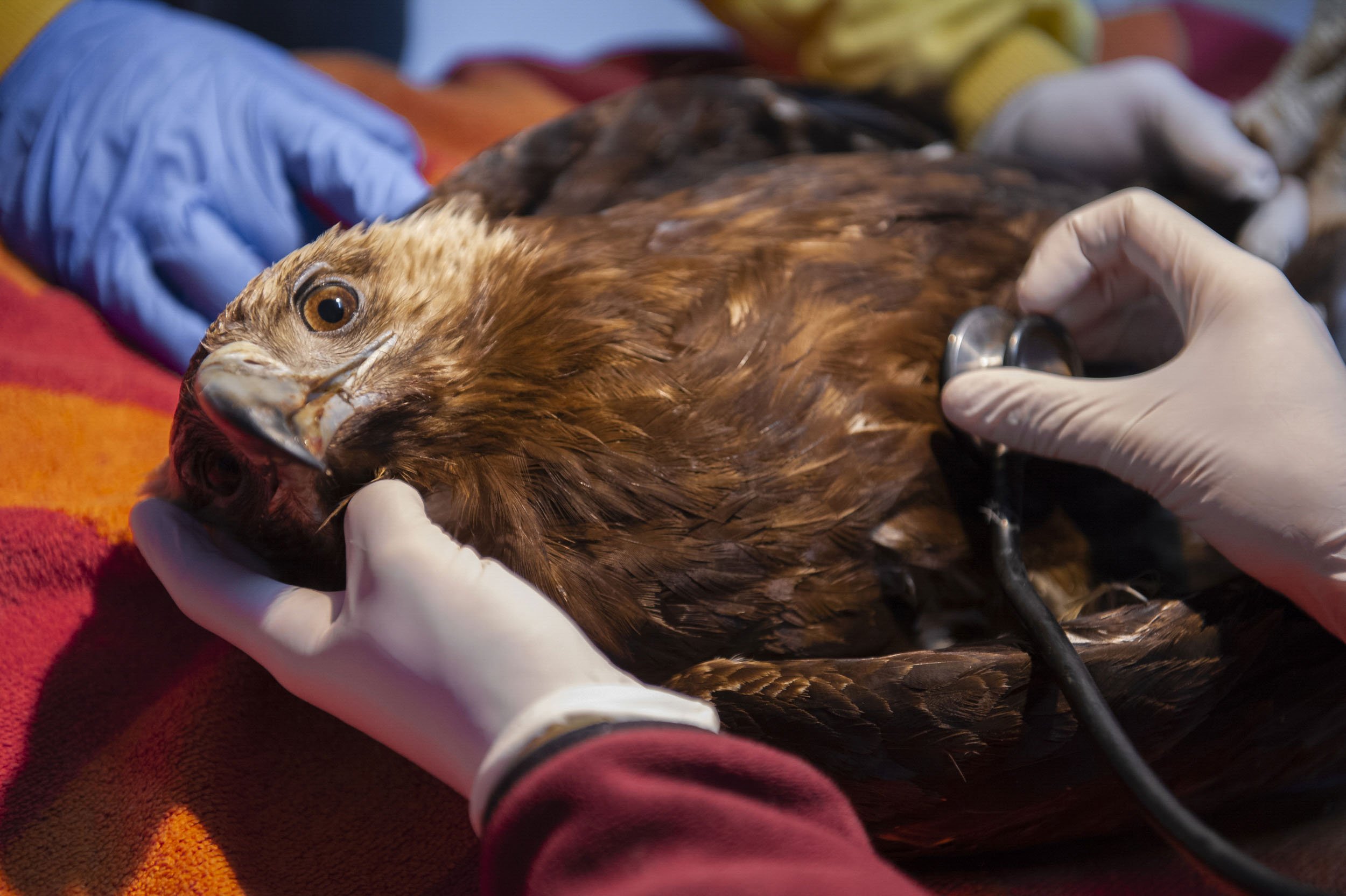 Ciudad Real (España)