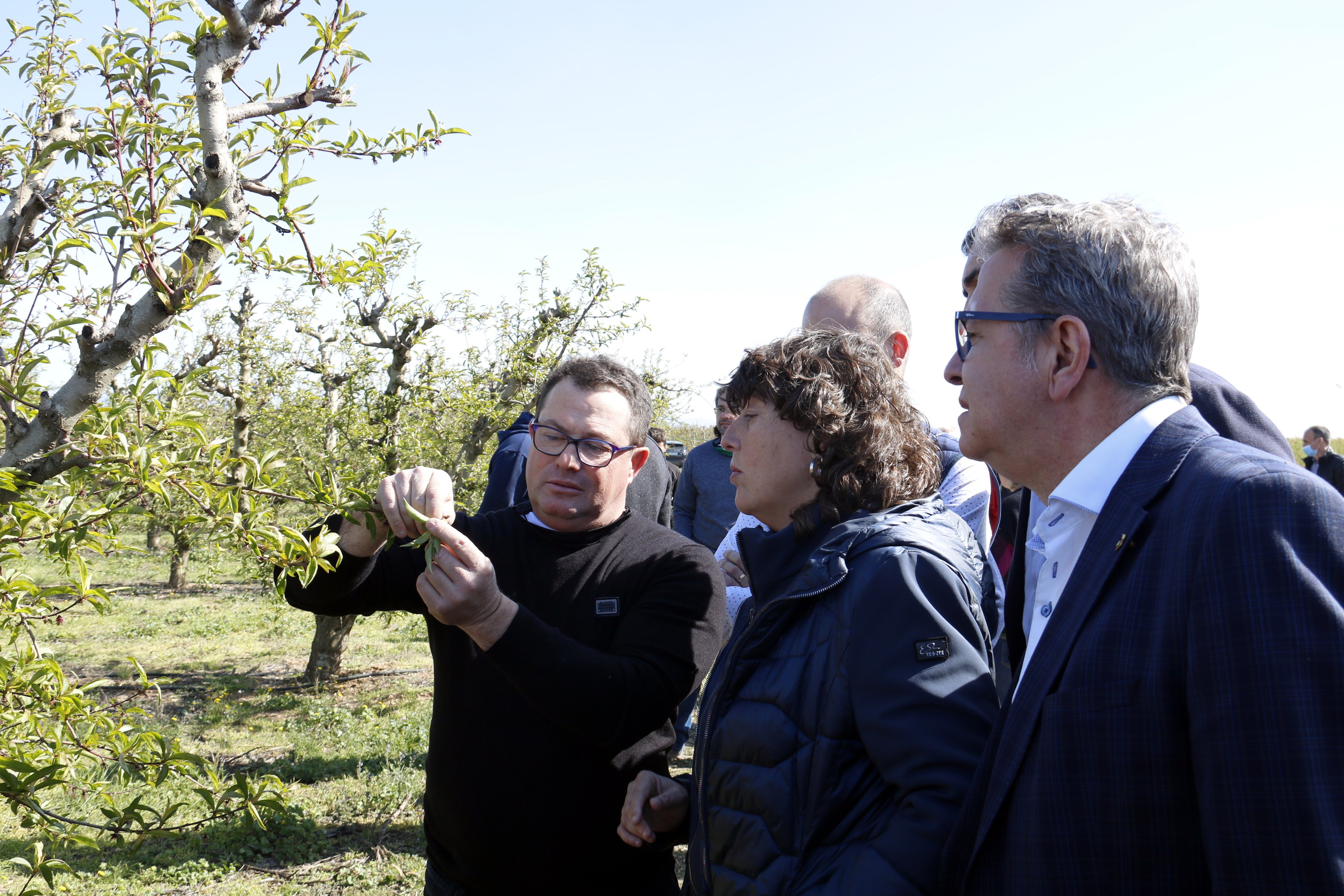 La consellera d'Agricultura, Teresa Jordà, visita els fruiters afectats per les gelades / Foto: ACN Laura Cortés 