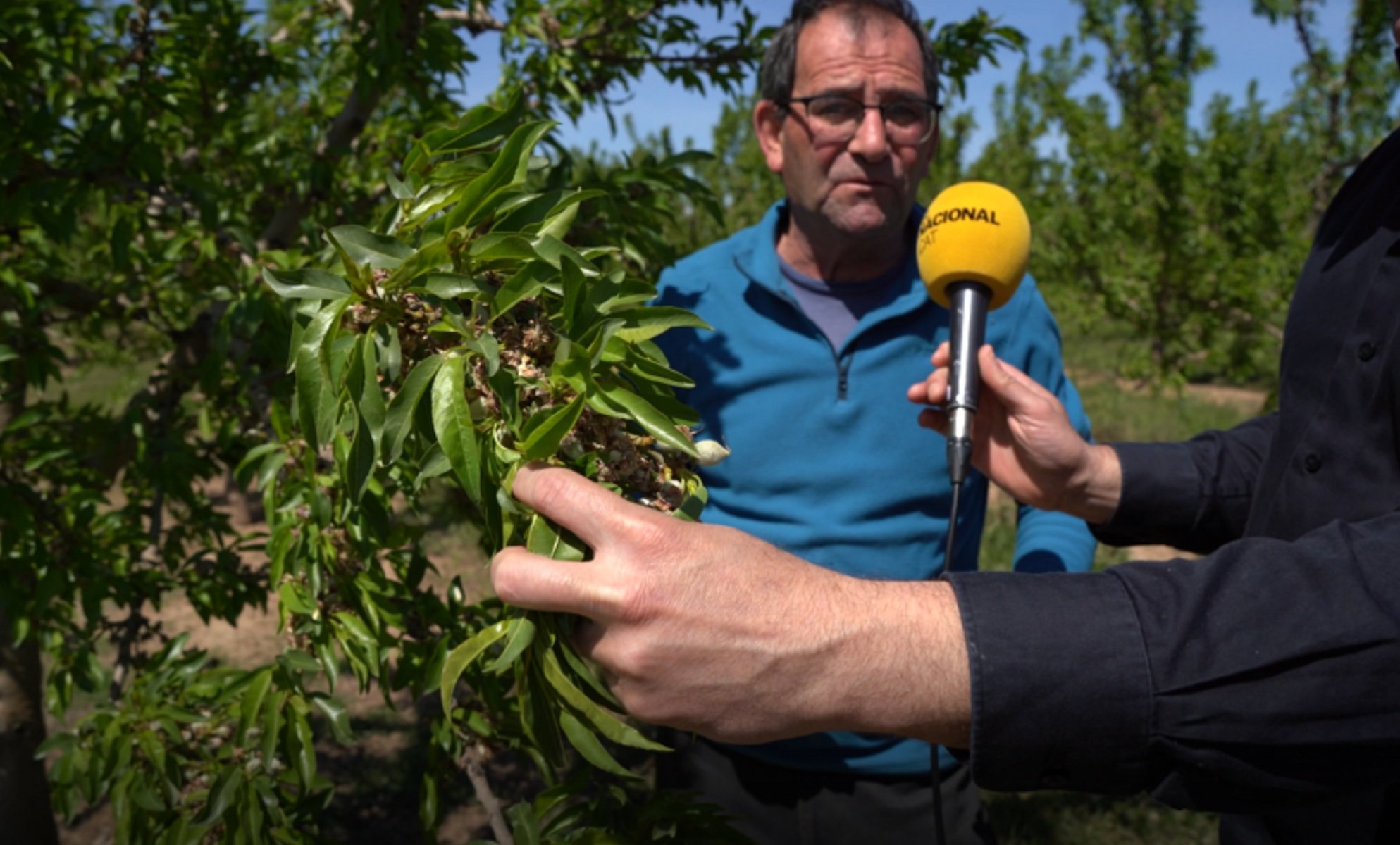 Las heladas matan la cosecha de fruta dulce y almendras Josep Maria Companys Torres de Segre / Foto: Laia Hinojosa