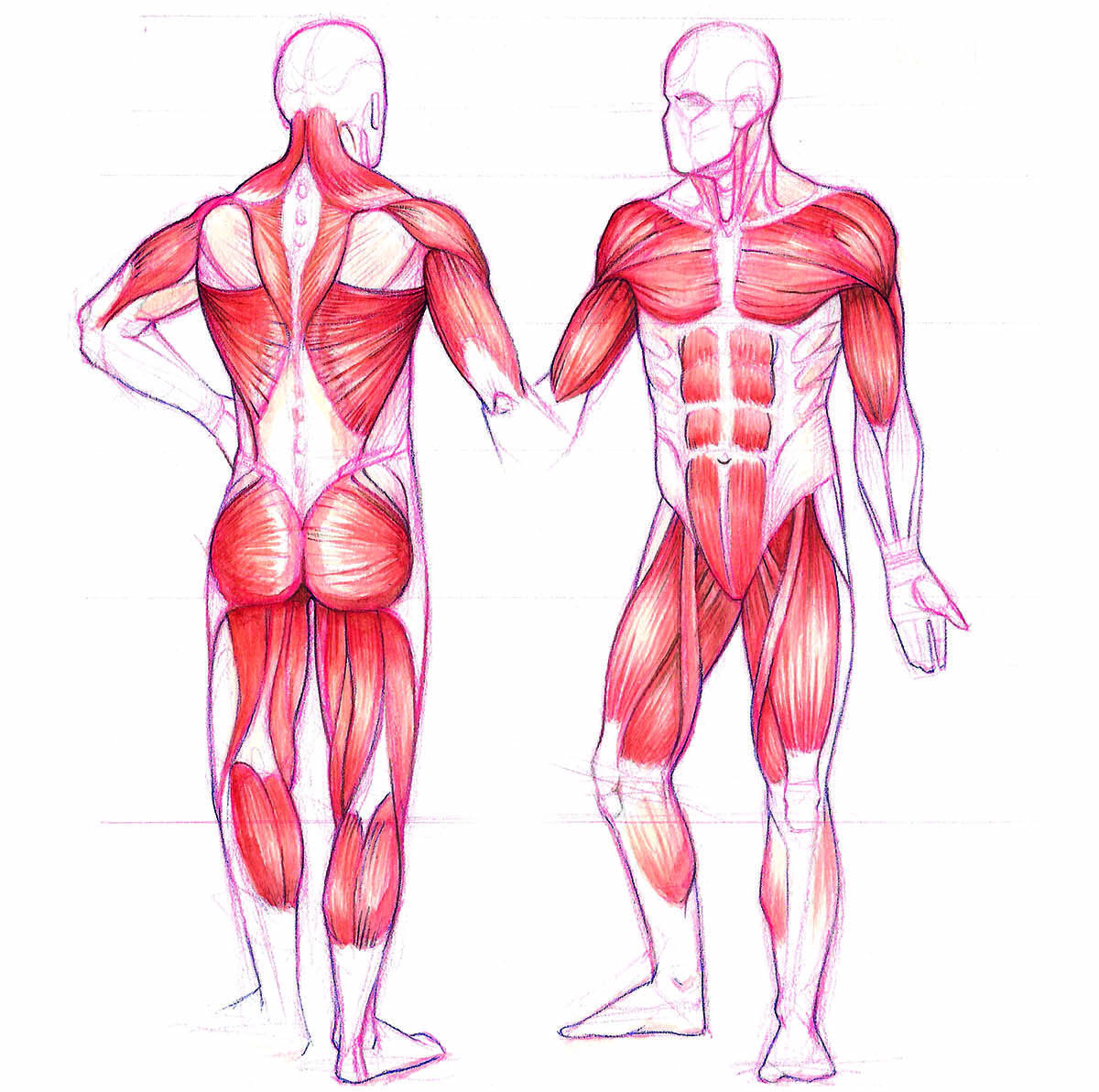 Fibras musculares: qué son, cómo se organizan, y su anatomía