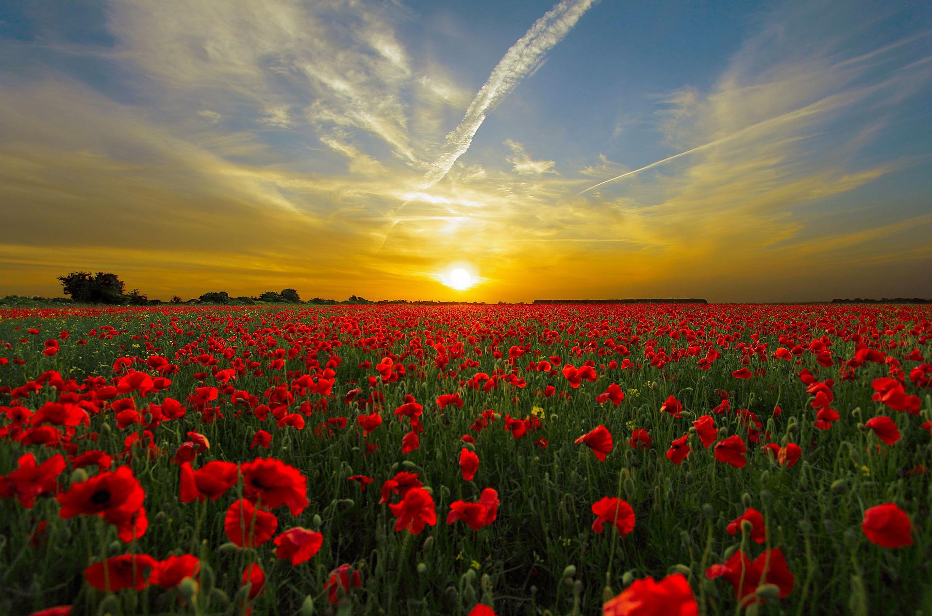 Camp de roselles Foto Diego Torres Pixabay