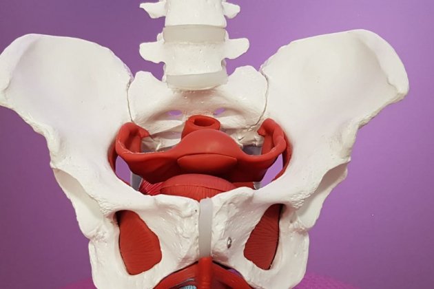 suelo pelvico
