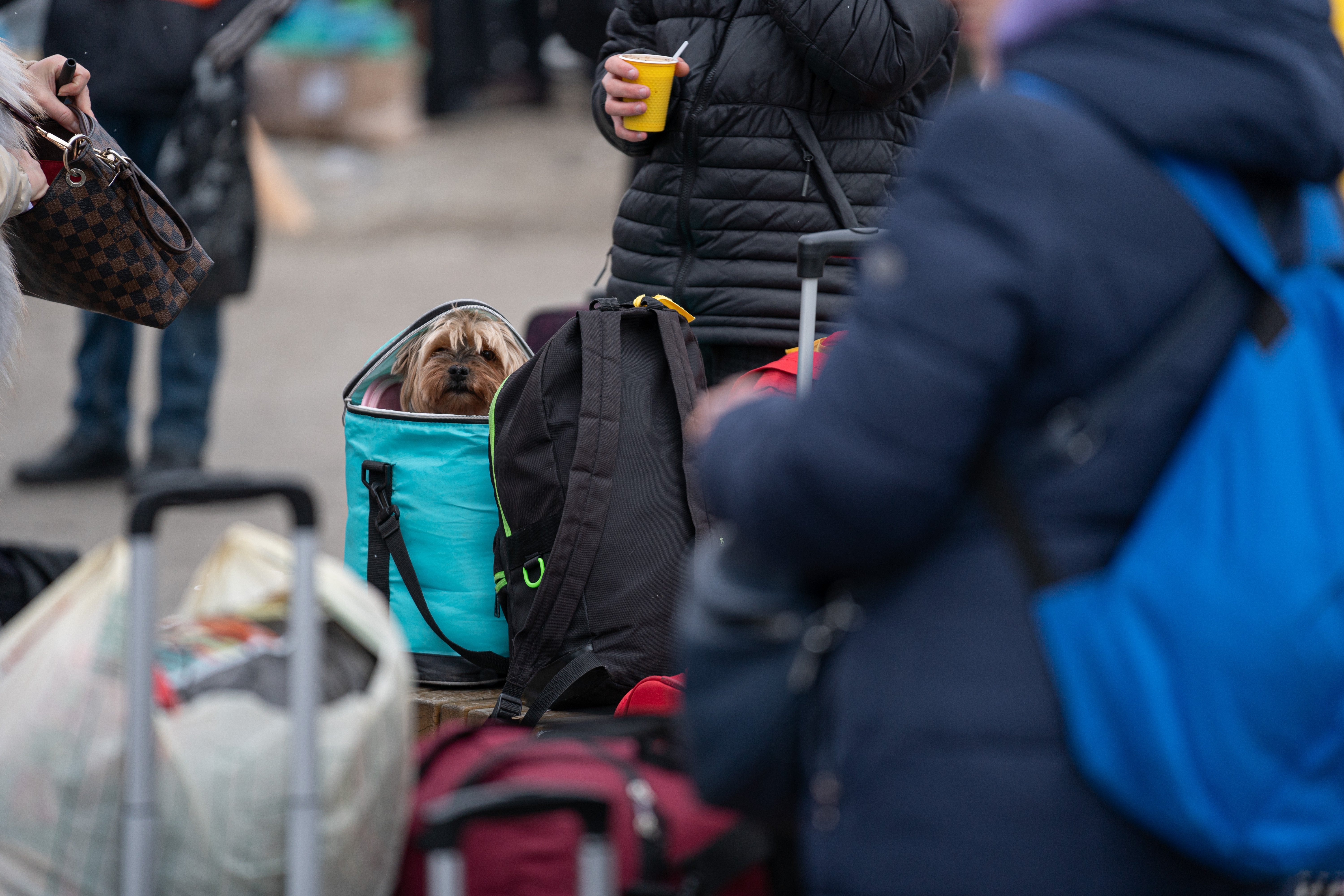 ¿Qué ocurre con las mascotas que acompañan a los refugiados de Ucrania?