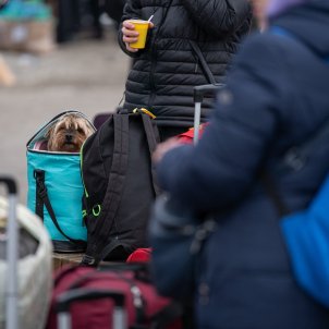 EuropaPress perro metido bolso inmediaciones estacion tren lviv marzo 2022 lviv ucrania