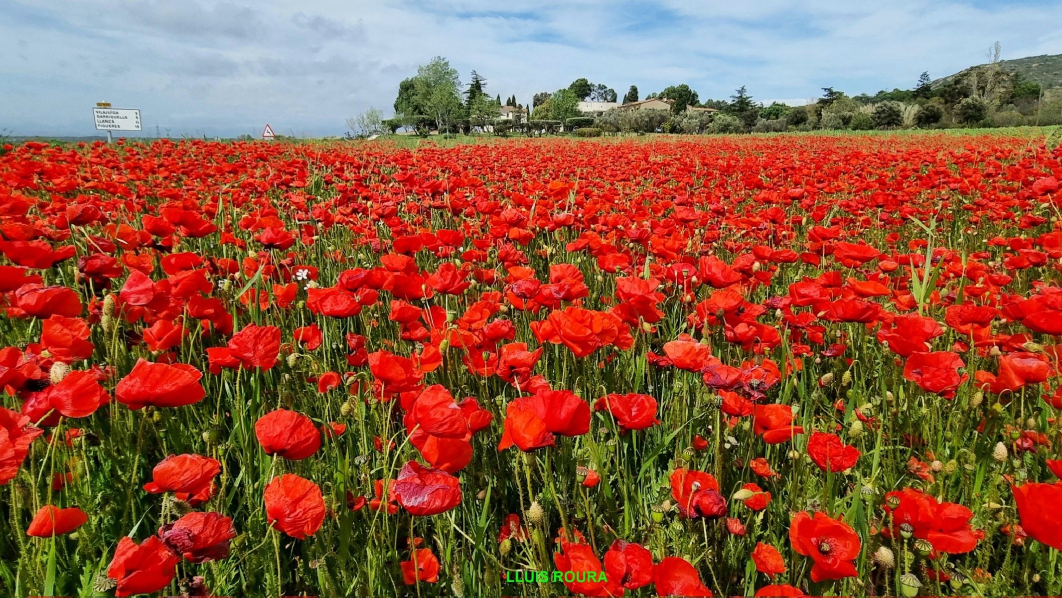 Campo de amapolas al Empordà / Foto: Lluís Roura Juanola_Twitter