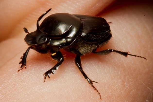 Onthophagus Taurus