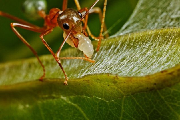 Formiga teixidora asiàtica