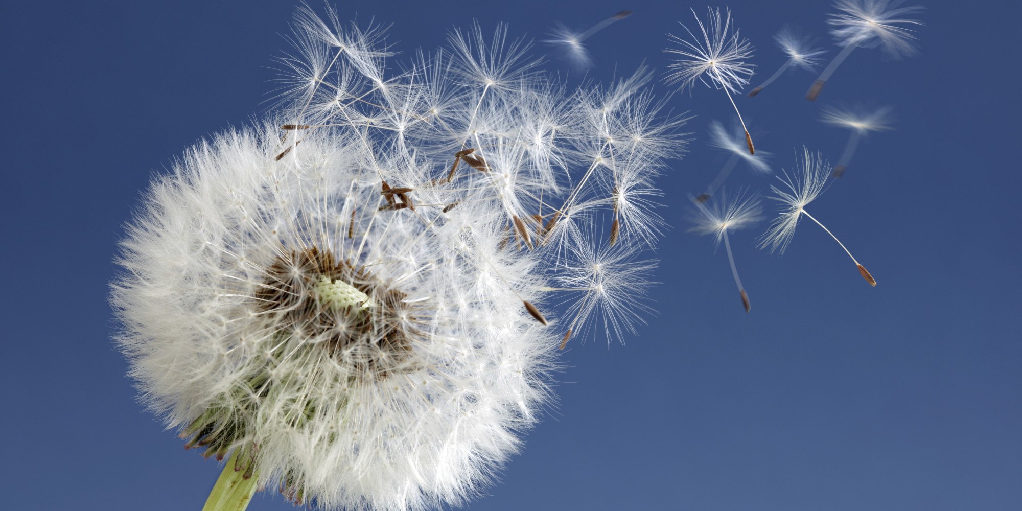 Remeis casolans per combatre l'al·lèrgia al pol·len aquesta primavera