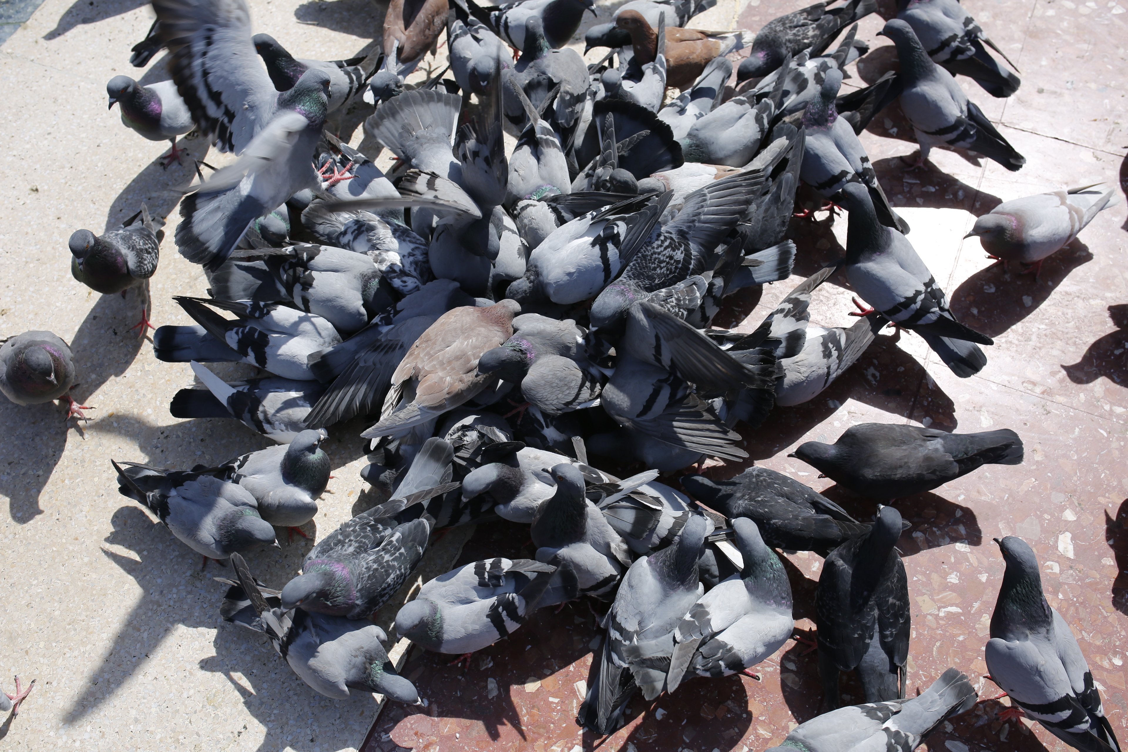 Llamamiento a no dar de comer a las palomas de Barcelona (ya se les da pienso anticonceptivo)