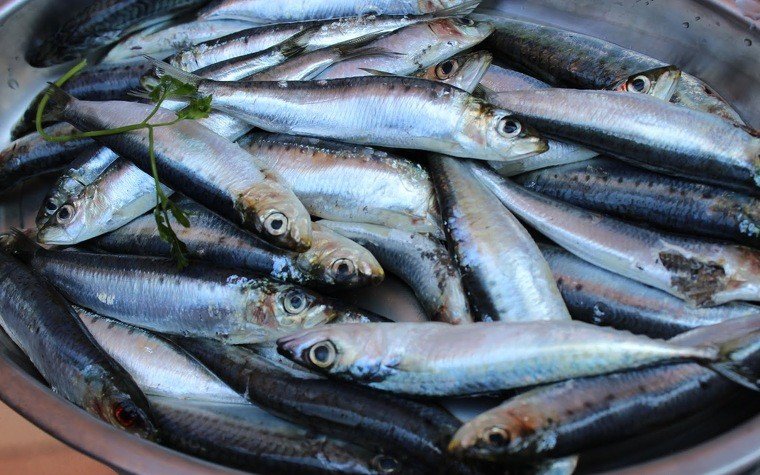sardines brasa pas5