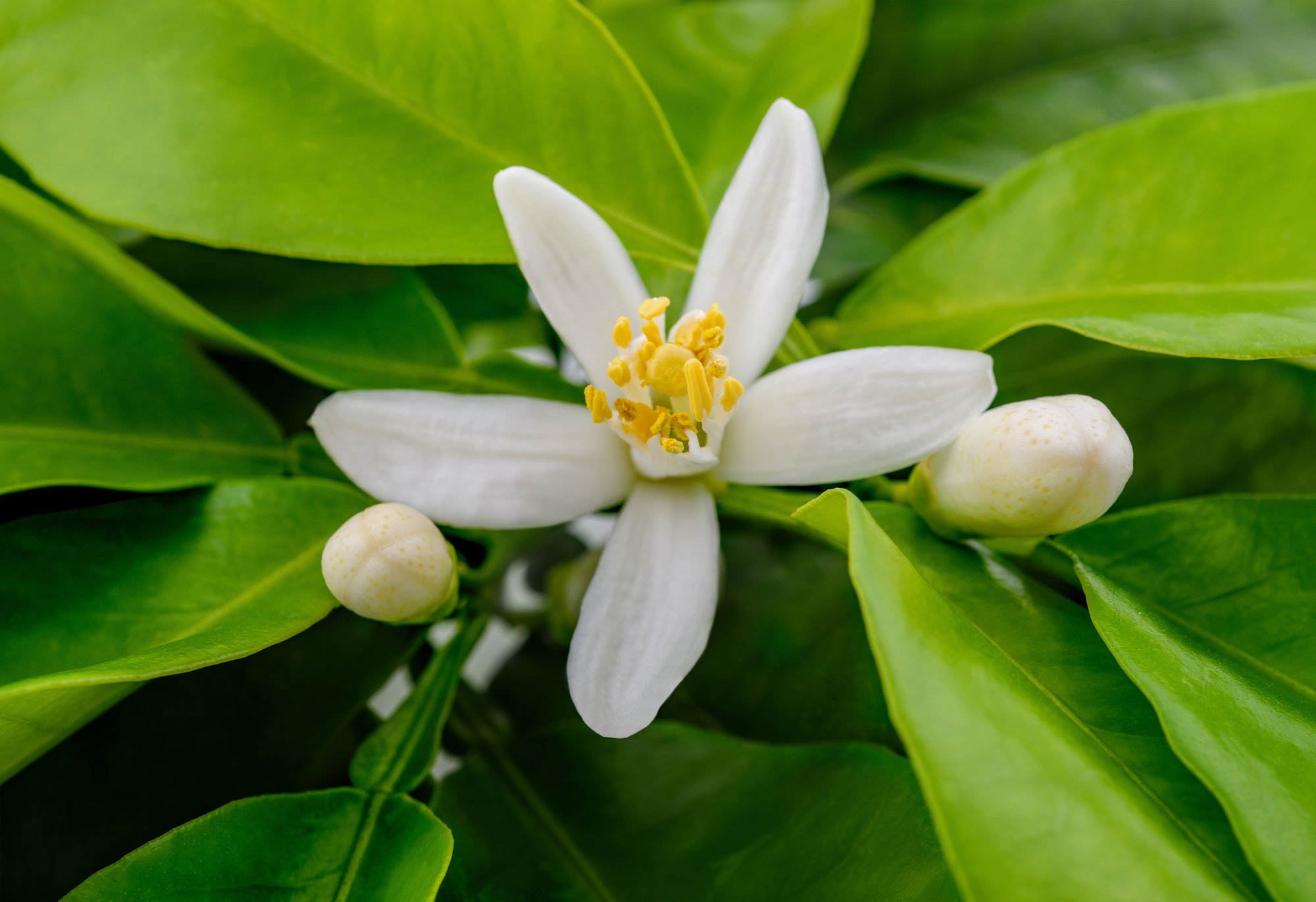 Las propiedades de la flor de azahar que podemos utilizar en nuestro día a día