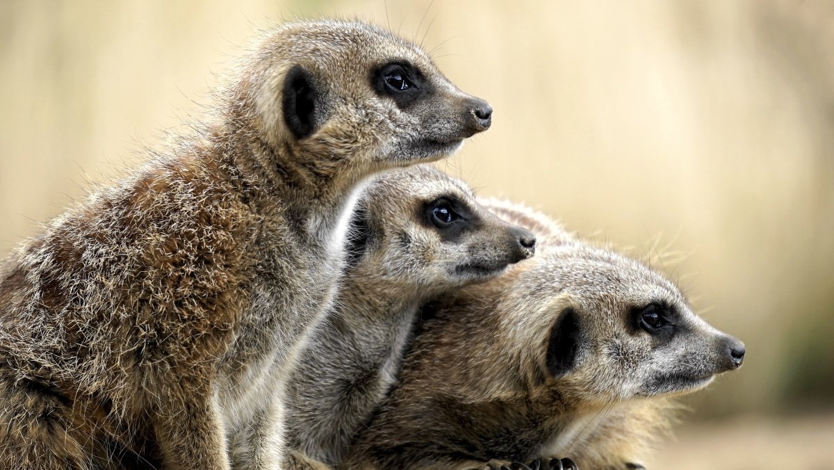 La suricata, entre los animales con más posibilidades de ser declarados invasores
