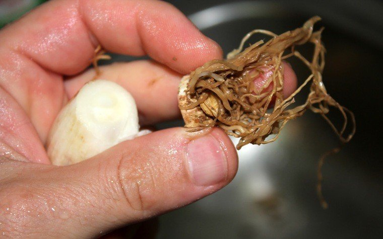 calcots al forn pas8